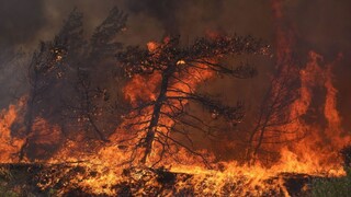 Ako vznikajú lesné požiare a prečo sa tak rýchlo širia? Môže za to aj klimatická kríza