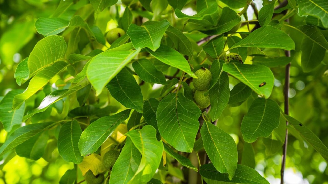 Už nikdy nebudete mať spotené nohy: Vyskúšajte zázračné orechové listy