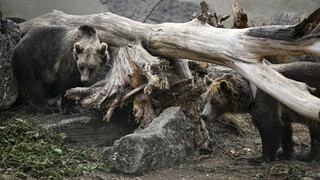 Menej medveďov na Slovensku? Chcú meniť smernicu, podľa ktorej ich eliminujú