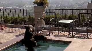 Nečakaný návštevník. Medveď baribal sa chladil v bazéne luxusnej vily
