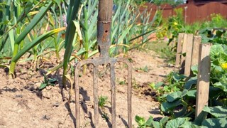 Správny zber cibule a cesnaku pre bohatú úrodu