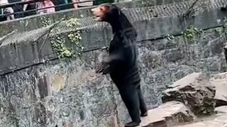 VIDEO: Čínsku zoo obvinili, že prezlieka ľudí za medvede. Tá sa bráni