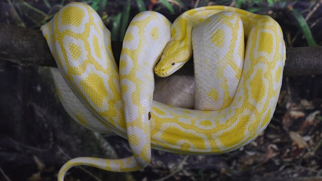 Muž sa pokúšal prepašovať desiatky pytónov. Zámer mu prekazili colníci
