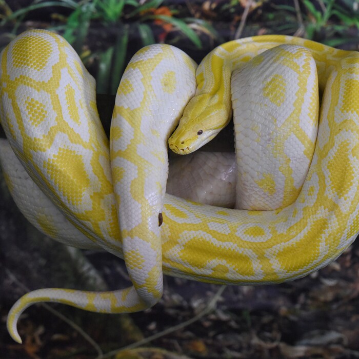 Muž sa pokúšal prepašovať desiatky pytónov. Zámer mu prekazili colníci