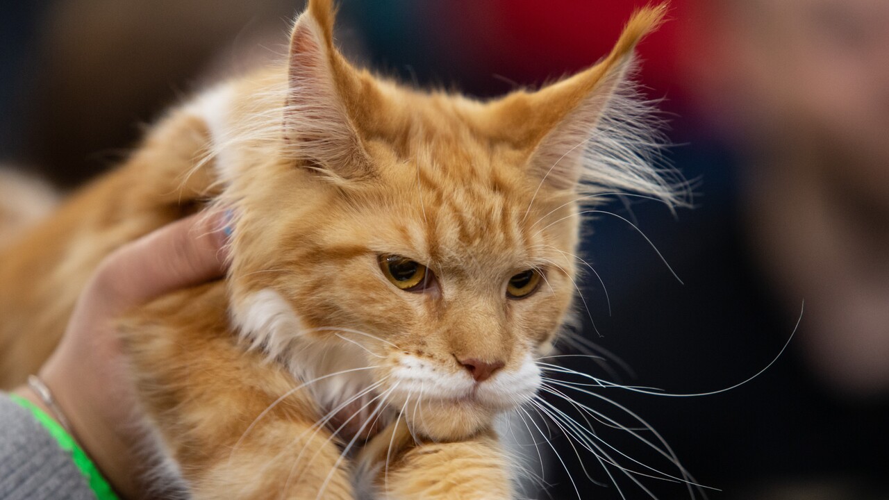 Čo so zvyšnými vakcínami proti koronavírusu? Na Cypre nimi budú očkovať mačky