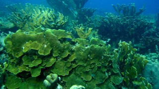 Koralové útesy doplácajú na horúčavy. Potápači bojujú o ich prežitie a z vody zachraňujú vzorky