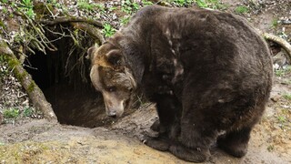 Medveď dohrýzol muža na Liptove. Kedy sa skončia tieto útoky?