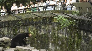Medveď alebo prezlečený človek? Zoo v Číne navštevuje po virálnom videu celý svet