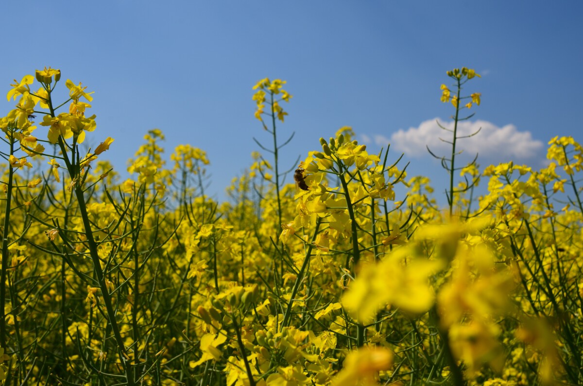 Poľnohospodárstvo Nové Zámky