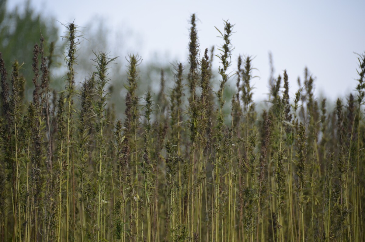 Poľnohospodárstvo Nové Zámky