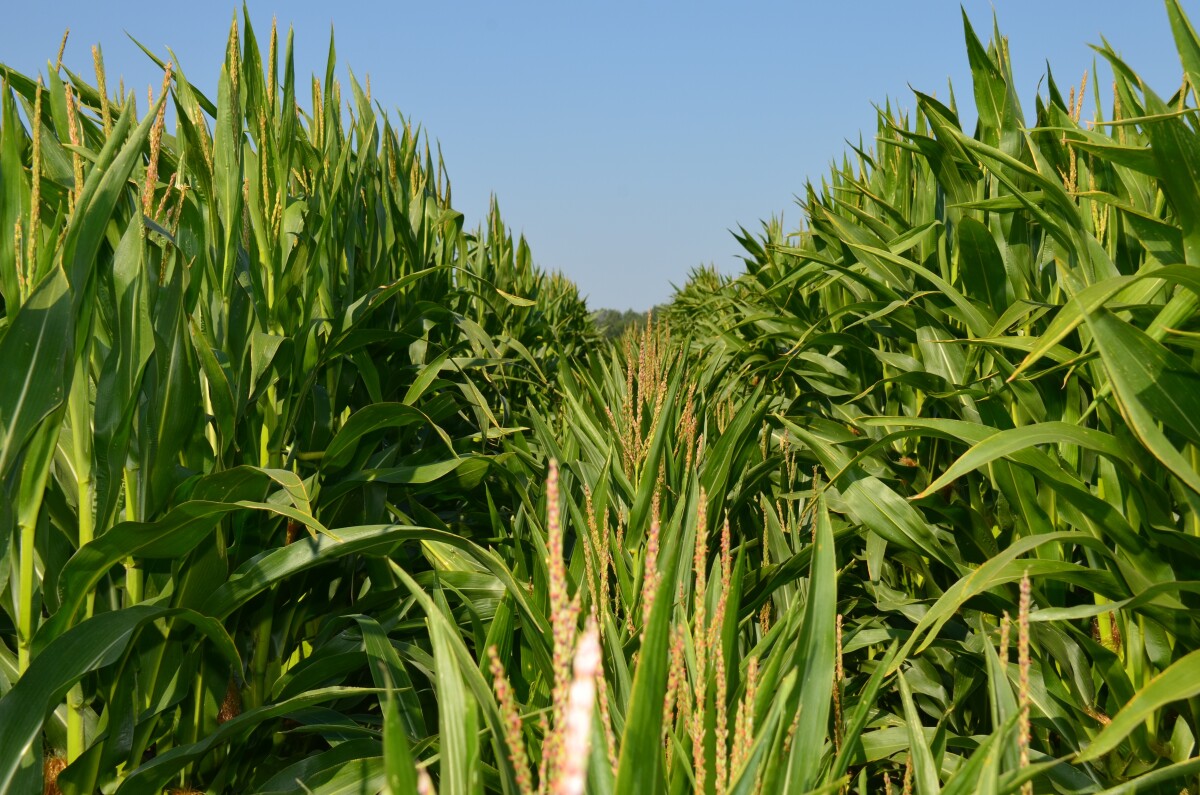 Poľnohospodárstvo Nové Zámky