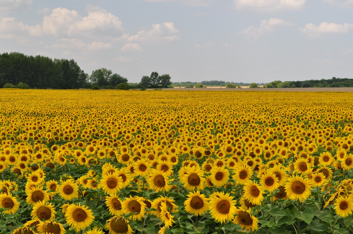 Poľnohospodárstvo Nové Zámky