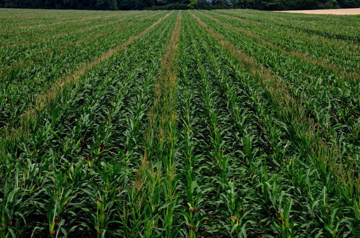 Poľnohospodárstvo Nové Zámky