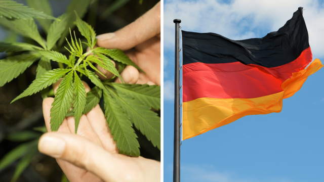 Nemecko je bližšie k legálnej marihuane. Pôžitkári budú môcť vlastniť až 25 gramov