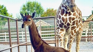 Je jedinečná a možno jediná na svete. V súkromnej zoo sa narodila žirafa bez škvŕn