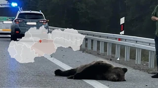 Vodičov prekvapil medveď na ceste. Šelmu zrazili dve autá v priebehu pár sekúnd