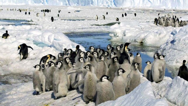 Na Antarktíde zomreli tisíce mladých tučniakov. Roztopil sa pod nimi ľad a utopili sa