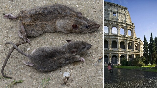 Dovidenia, potkany. Rím sa chystá zbaviť hlodavcov, ktoré kazia dojem z mesta