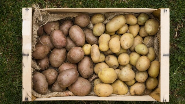 Udržte zemiaky dlho čerstvé: Ak k nim dáte toto ovocie, nenaklíčia celé týždne