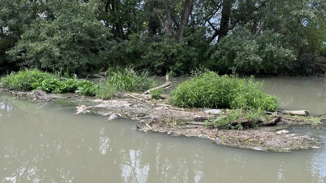 FOTO: Ekologická katastrofa. Masívny úhyn rýb v Malom Dunaji