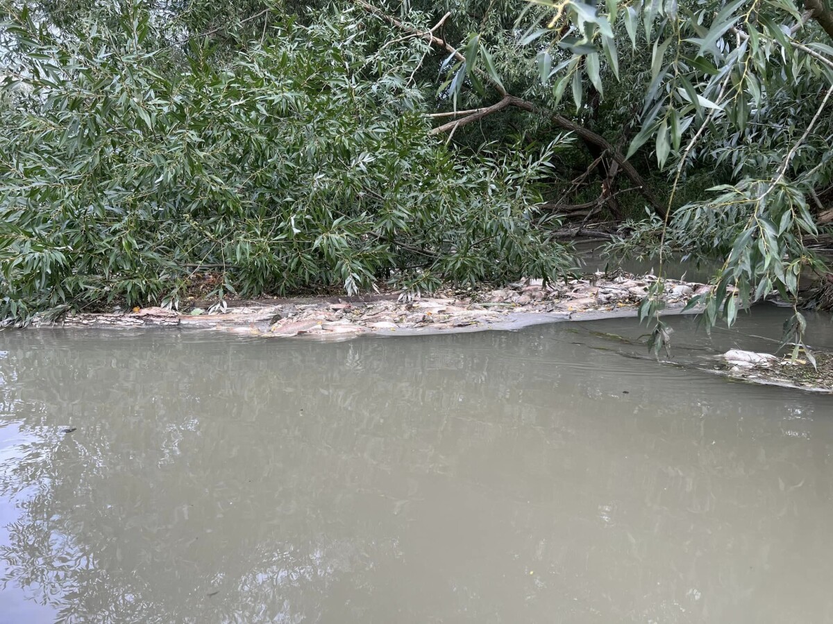 Malý Dunaj - úhyn rýb