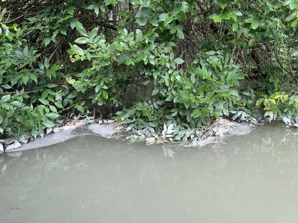 Malý Dunaj - úhyn rýb