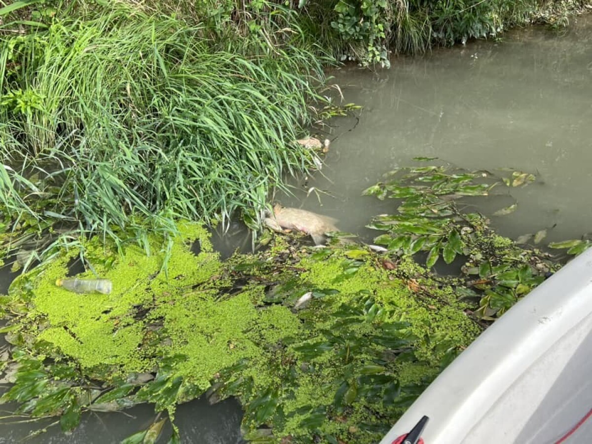 Malý Dunaj - úhyn rýb