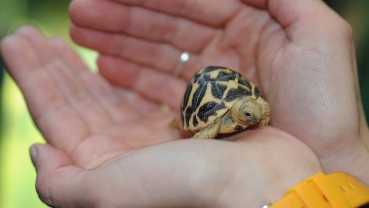 20151014zoo_Bojnica_korytnacka_hviezdicova002292846.jpg