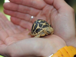 20151014zoo_Bojnica_korytnacka_hviezdicova002292846.jpg