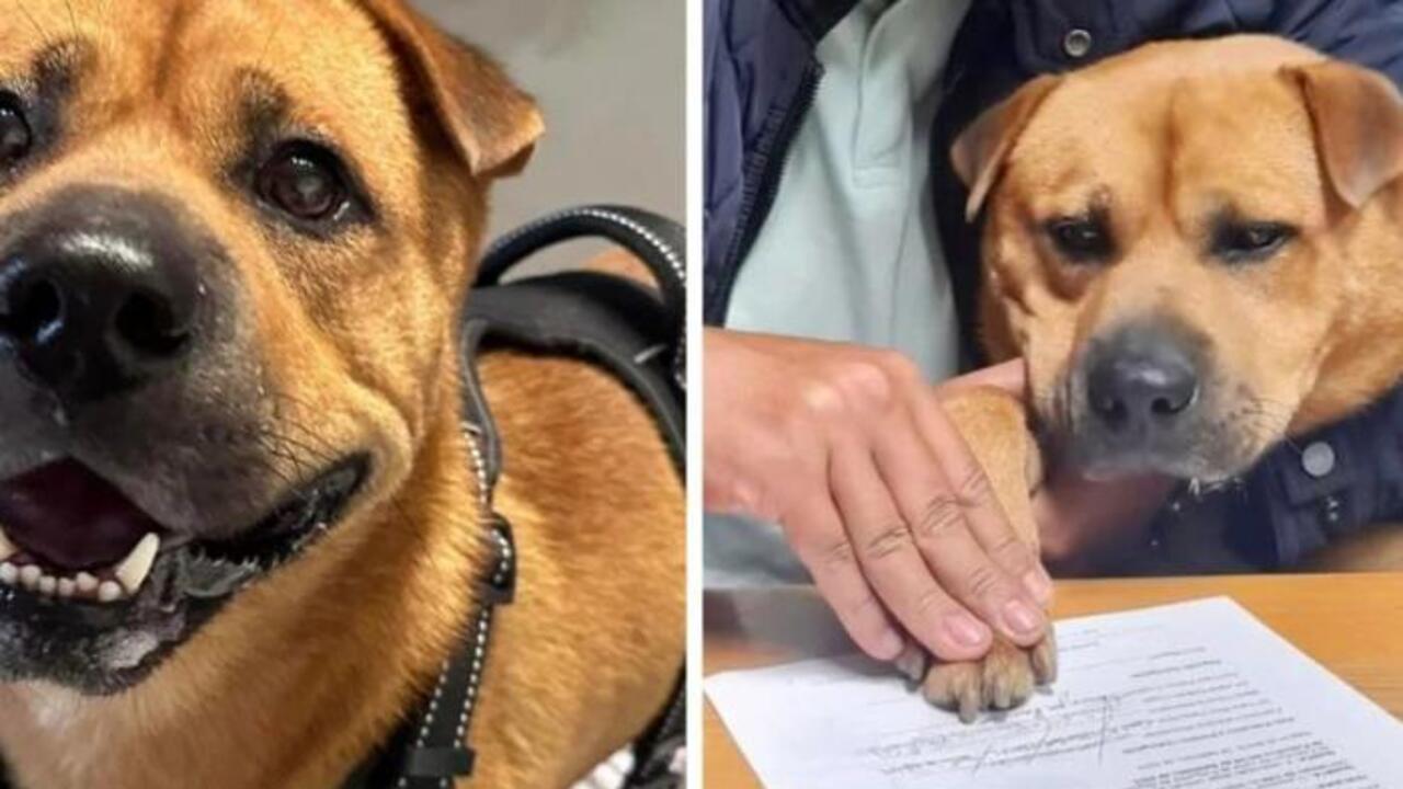 Radnica portugalskej obce „zamestnala“ psa. Náplň jeho práce vás dostane