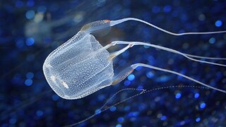 Na učenie sa nepotrebujete mať vyvinutý mozog, zistili vedci. Ukázali im to medúzy  