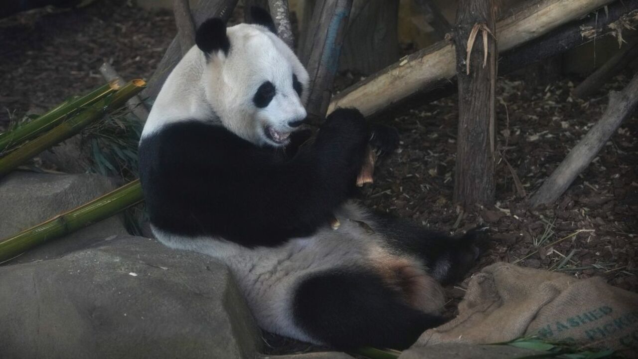 China_Panda643879.jpg