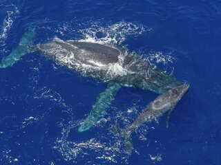 Niue_Ocean_Sponsorship671702.jpg