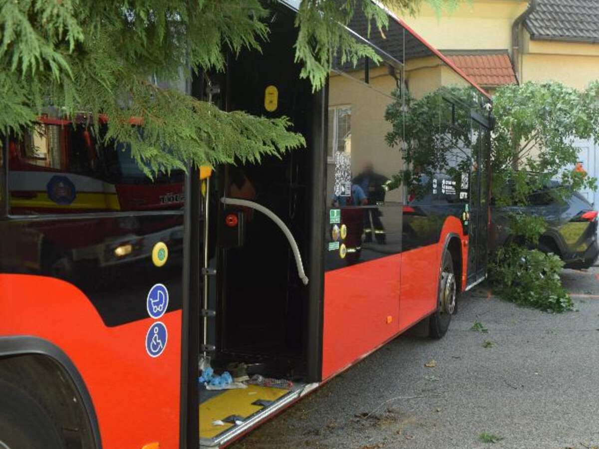 autobus v kríkoch