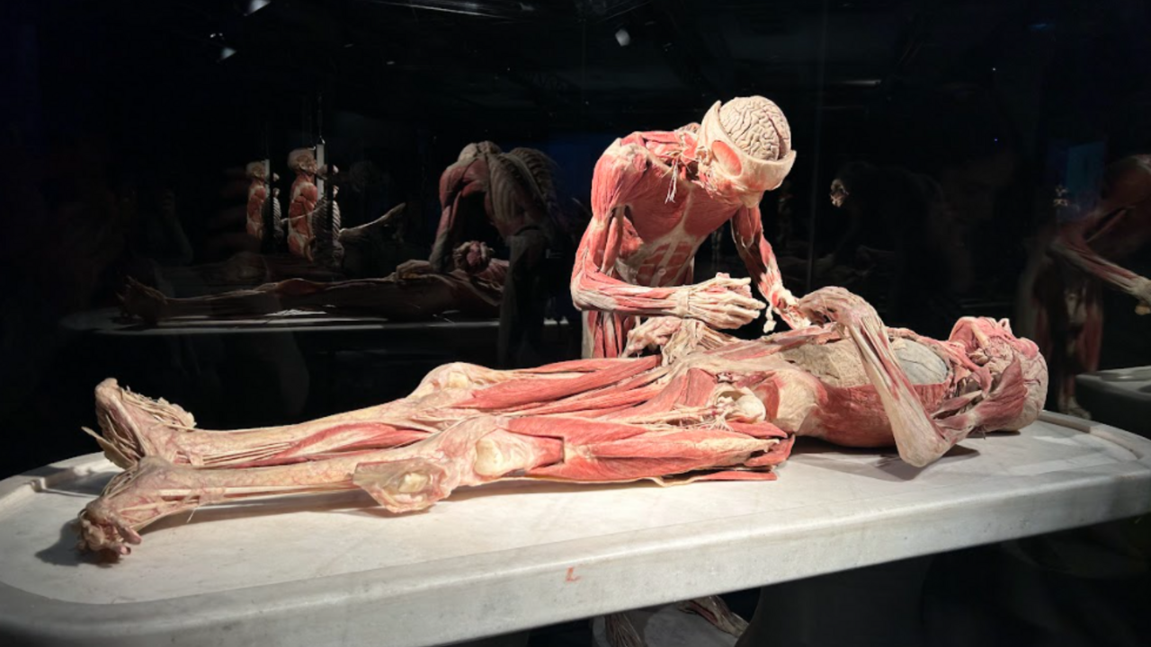 Výstava ľudských tiel