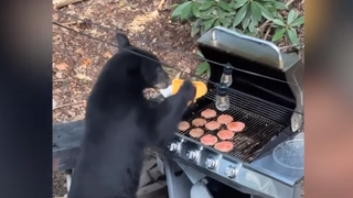 VIDEO: Prilákala ich vôňa mäsa. Na grilovačku prišli medvede, jeden z nich zjedol hamburgery a zapil to kolou