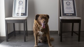 Zomrel najstarší pes sveta. Bobi prekonal náročný začiatok a zapísal sa do Guinessovej knihy rekordov