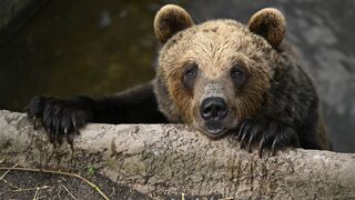 Počas dňa sa medvede prechádzajú v okolí Žiaru nad Hronom. Obce žiadajú ich reguláciu