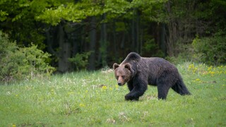 Problémy s premnoženými medveďmi. Vlani na Štátnu ochranu prírody nahlásili 12 útokov na človeka