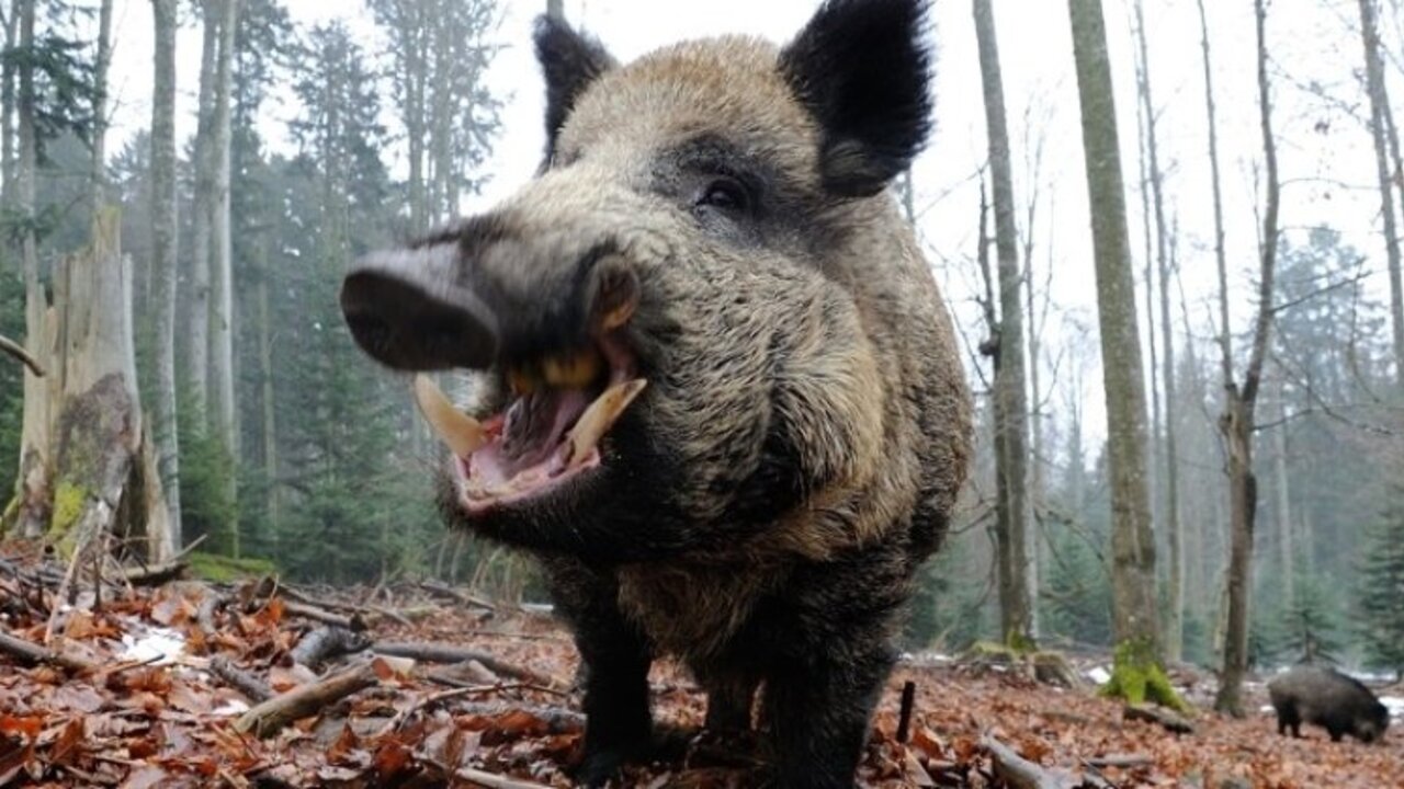 Diviak - wild boar
