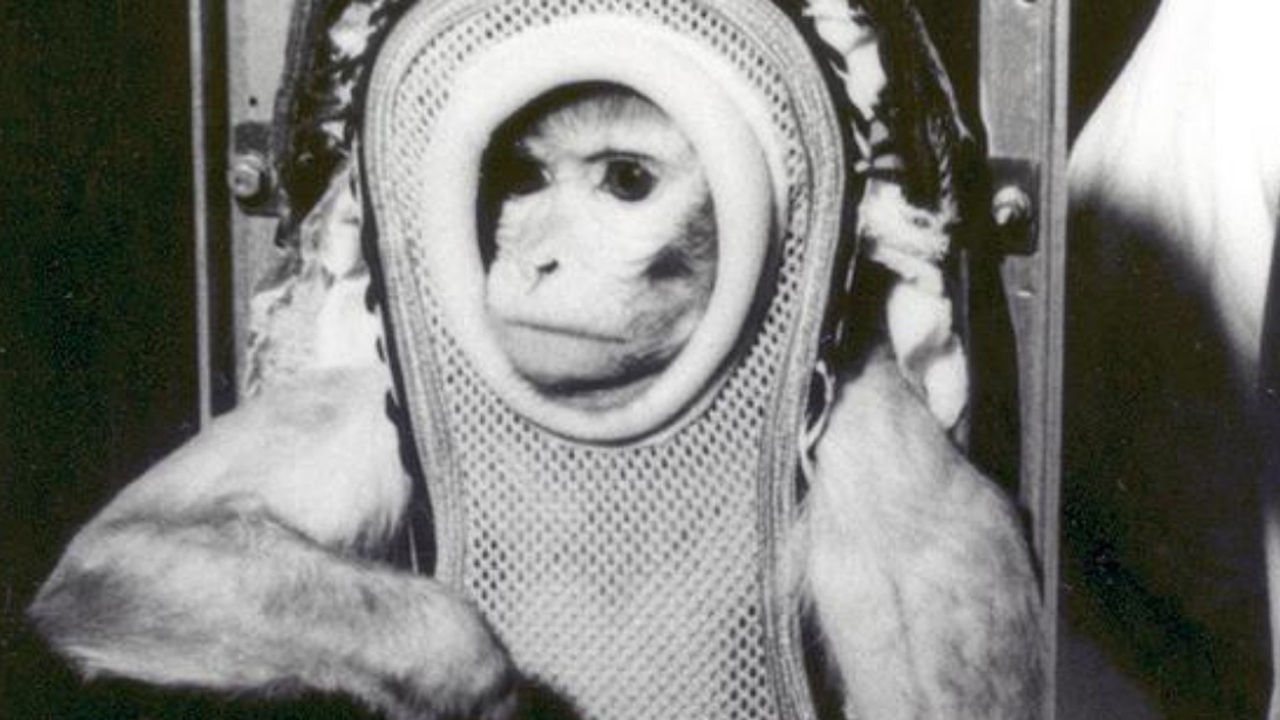 Zvieratá vo vesmíre.jpg