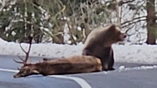 VIDEO: Medvede v týchto dňoch ešte nespia. Divák ta3 natočil, ako jeden zaútočil na jeleňa