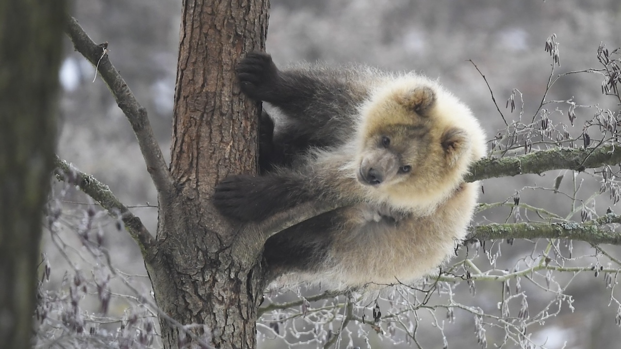 medvedica Zoo Košice
