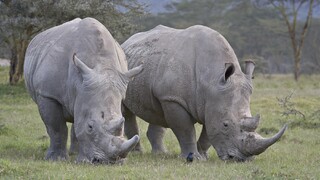 Vedci slávia úspech. Záchrana nosorožca severného bieleho je blízko, do tela samice vložili embryo 