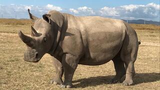 V Česku sa im darí. Posledné nosorožce biele severné sú pod drobnohľadom vedcov, môžu zabrániť vyhynutiu druhu
