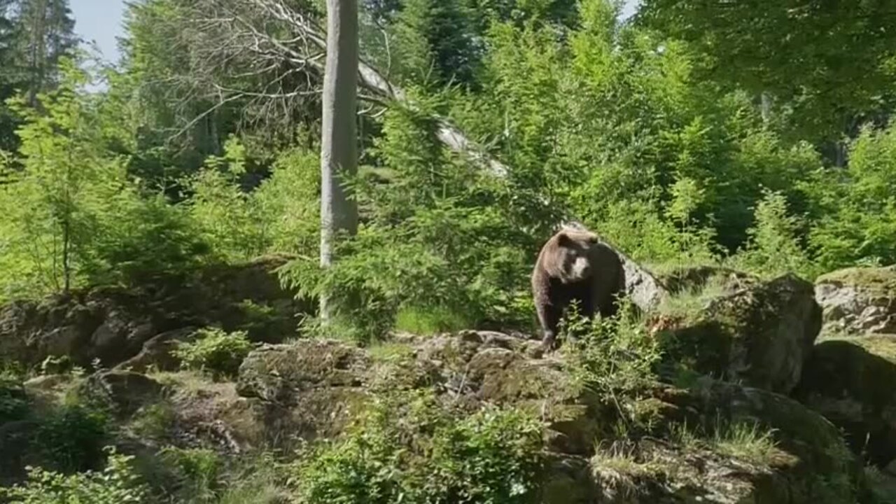 H:Problémy s premnoženými medveďmi