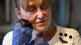 Dôchodkyňa premenila svoj byt na azyl pre netopiere. So zvieratkom pod blúzkou už išla aj do kostola