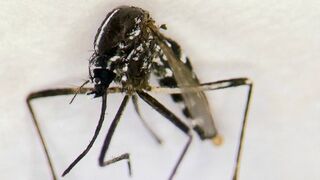 Na Slovensku potvrdili výskyt nebezpečného komára. Prenáša rôzne vírusy, prežije aj zimu