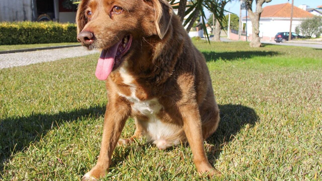 Bobi najstarší pes na svete