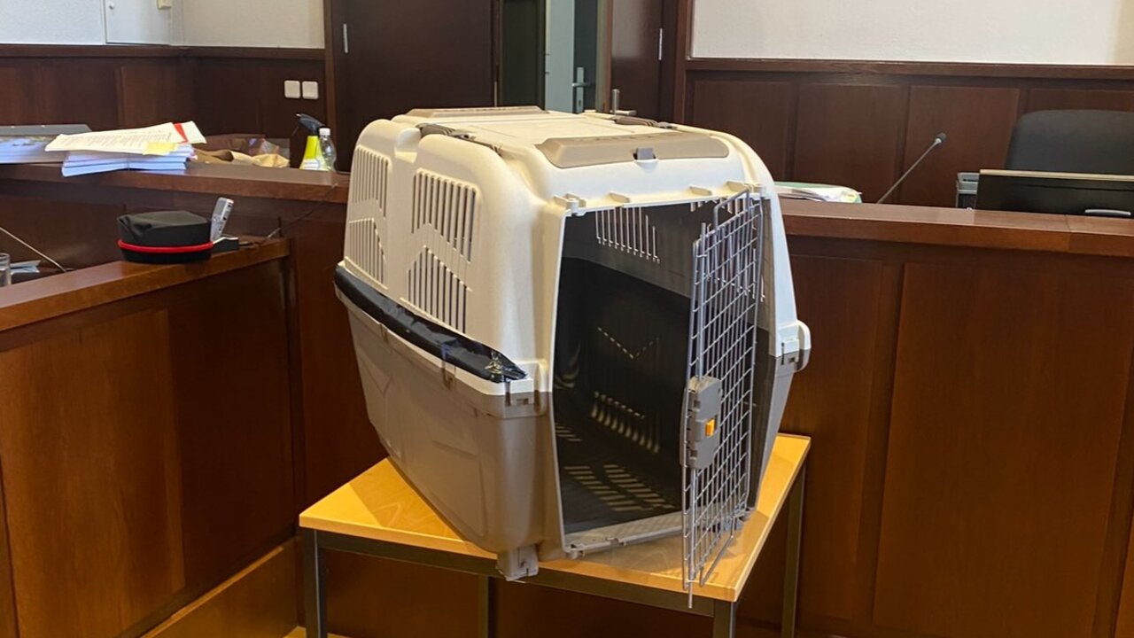 psia klietka na súde